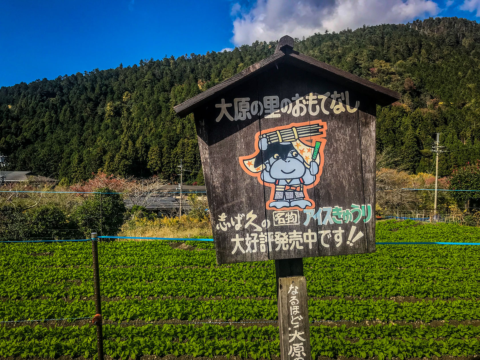 אוהרה קיוטו