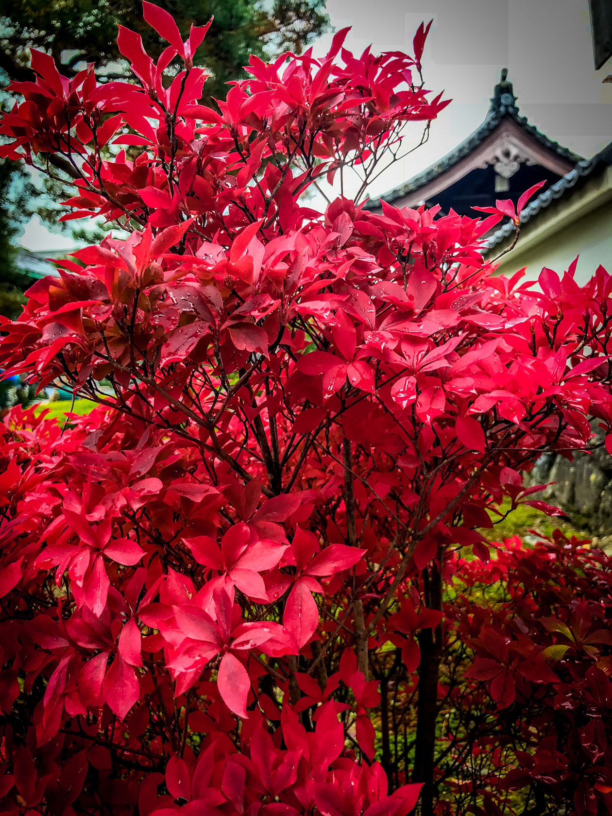 שלכת בקיוטו