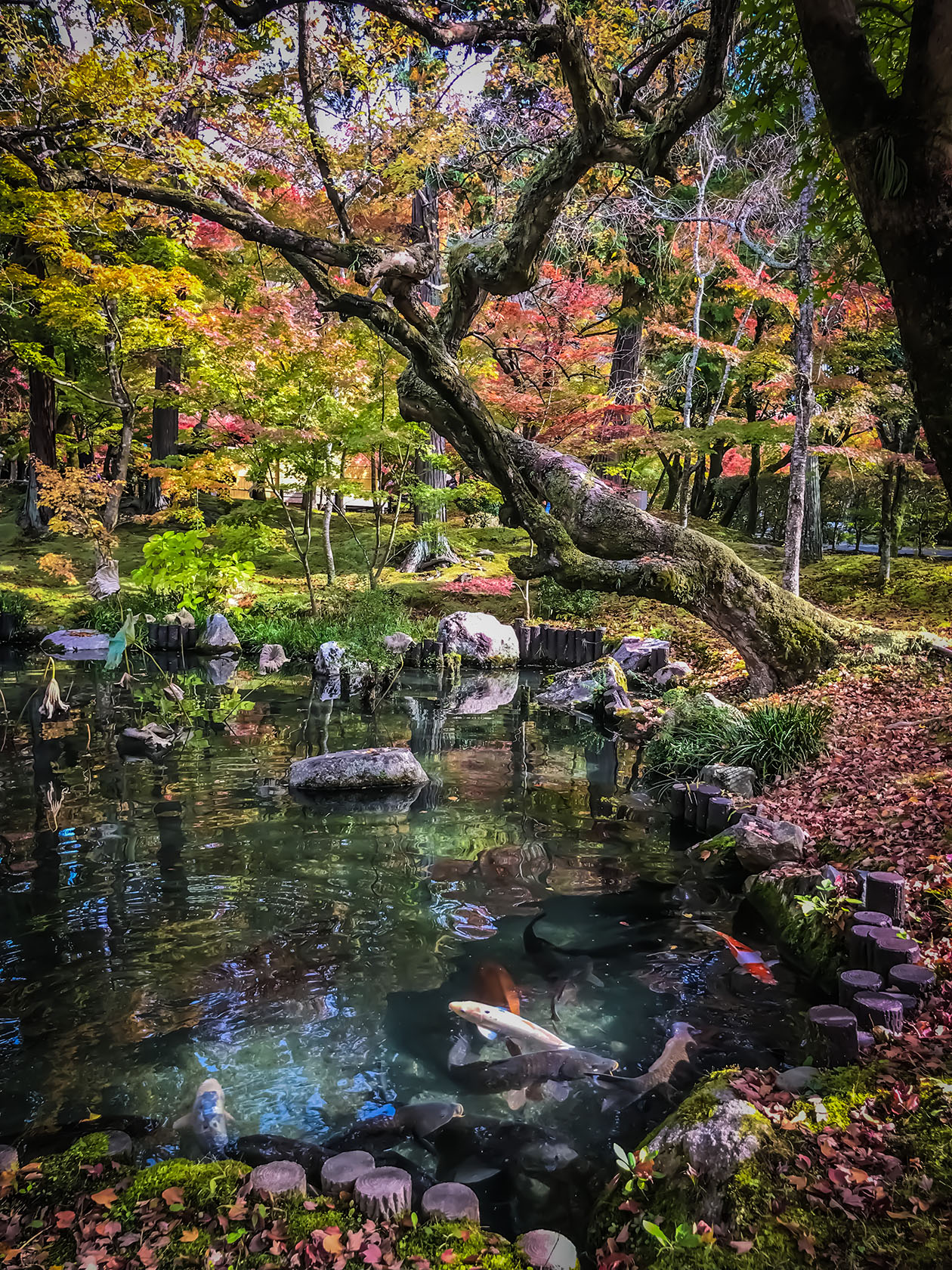 שלכת בקיוטו