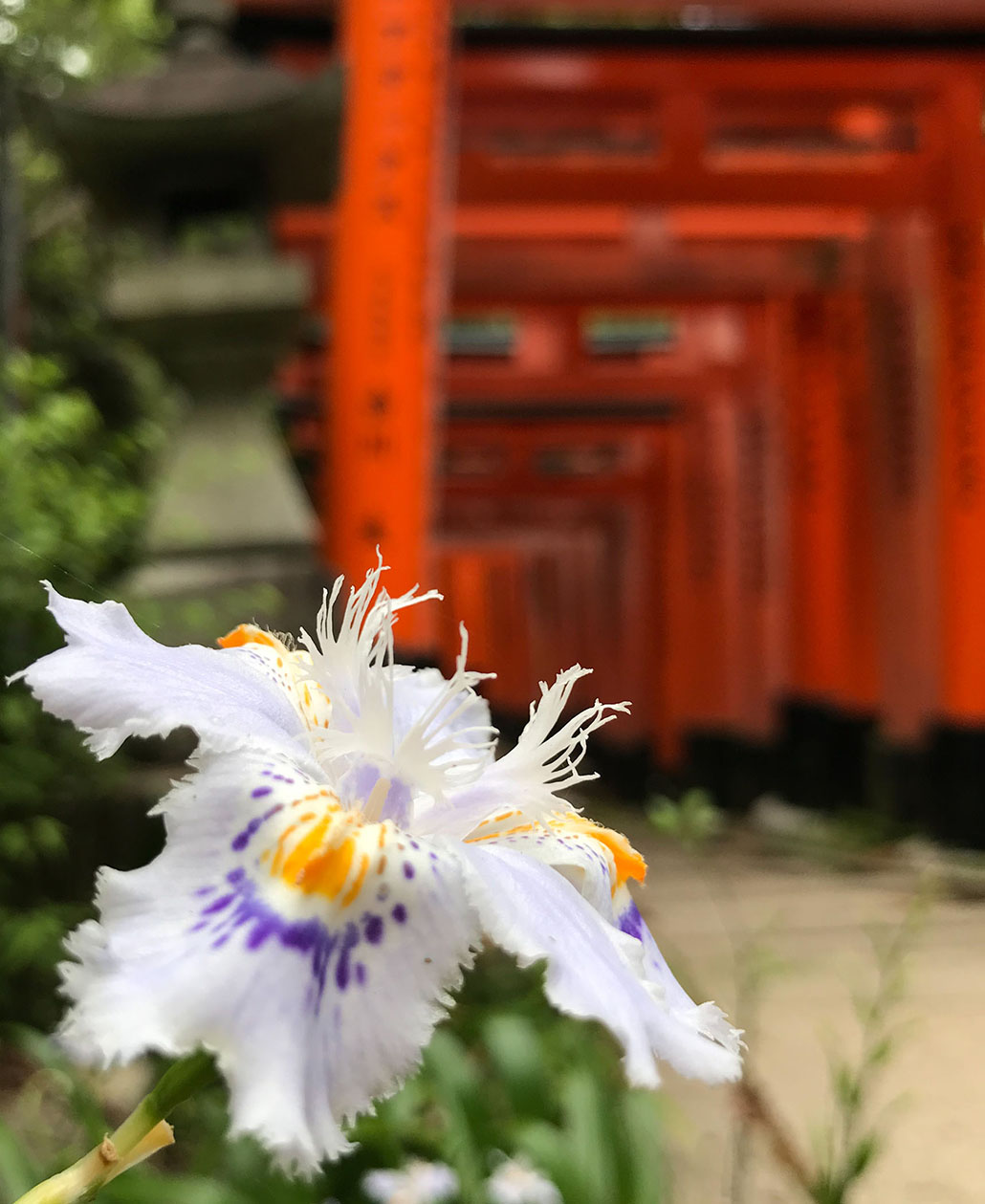 fushimi inari travel in Japan