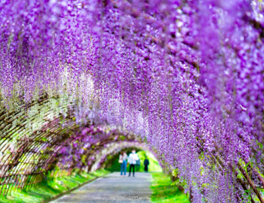 wisteria in Japan
